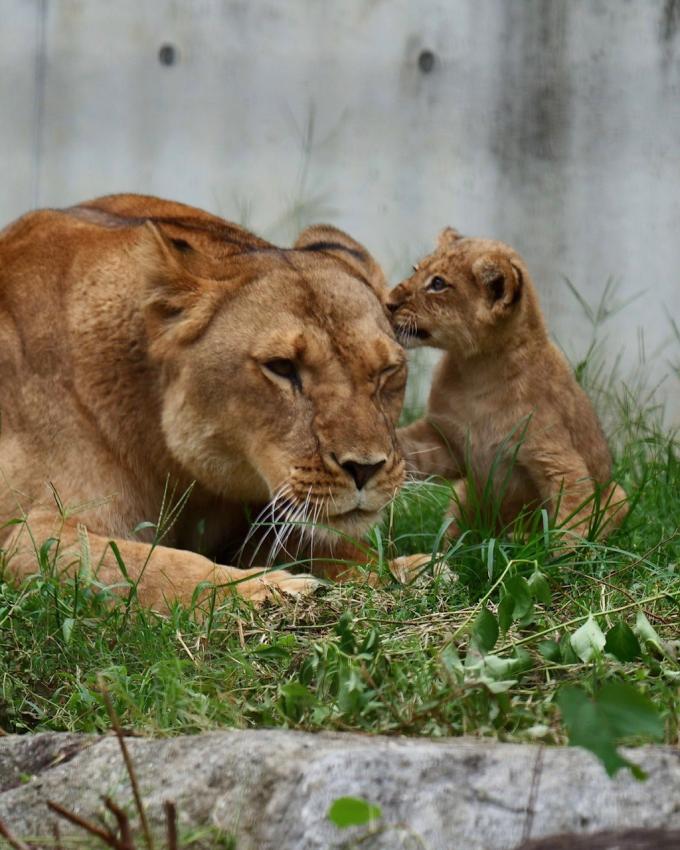 8月生まれたライオンの赤ちゃんライオン🦁🦁🦁 | 西日本三菱自動車