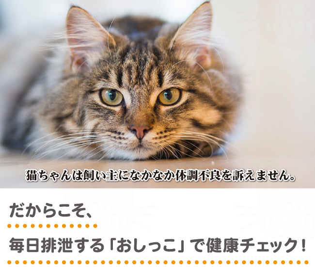猫専門店ゴロにゃん☆公式通販サイト｜猫の首輪・猫用品・フード