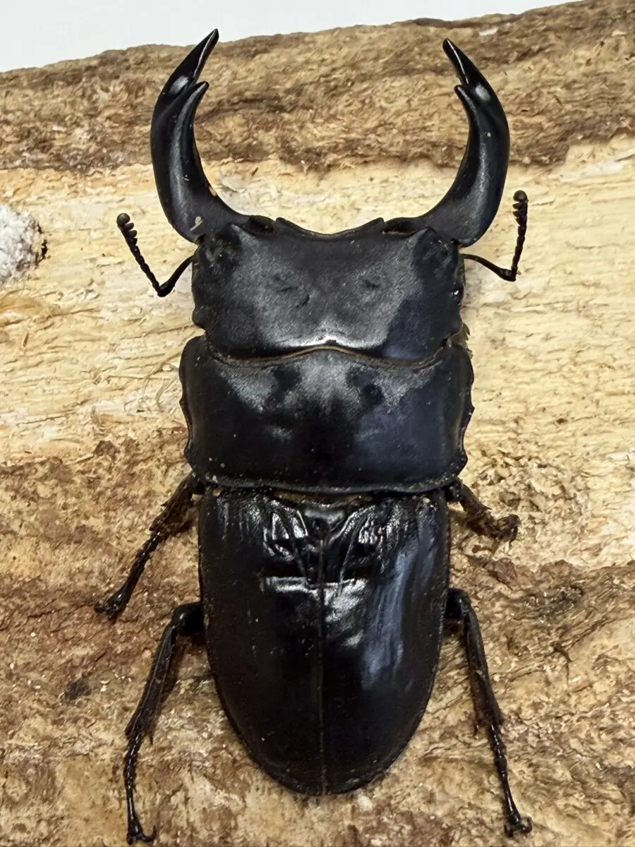 オオクワガタ - クワガタ横丁