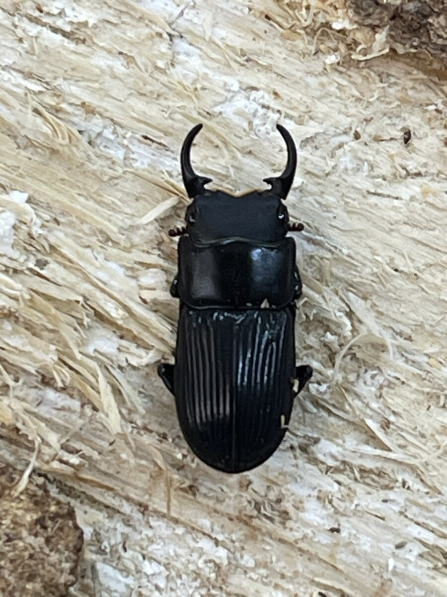 馬度産ヒラタ&オキナワヒラタ&ネブト オキナワヒラタクワガタ（沖縄