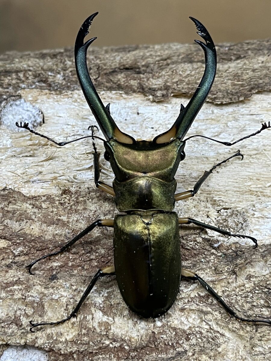 エラフスホソアカ WD 83ミリペア - クワガタ横丁