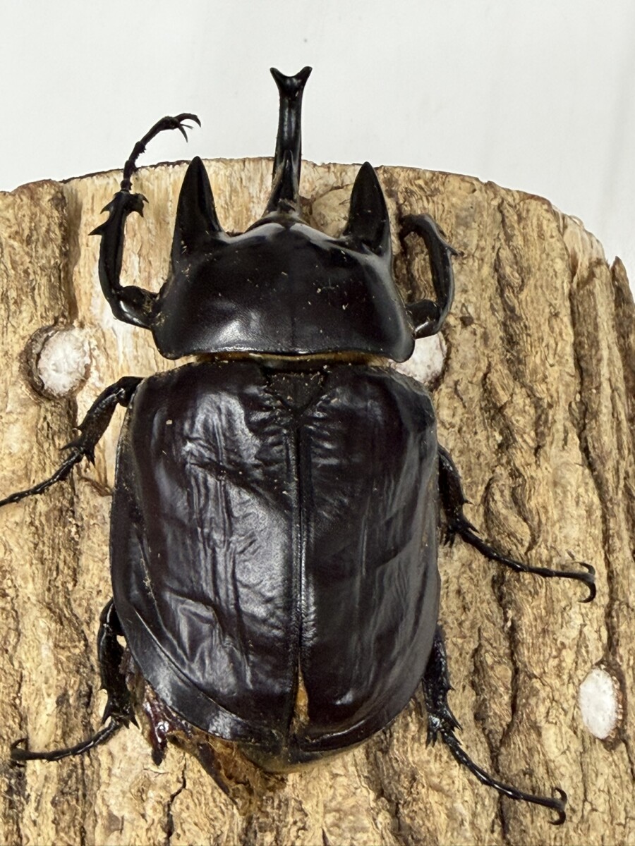 アクティオン - クワガタ横丁