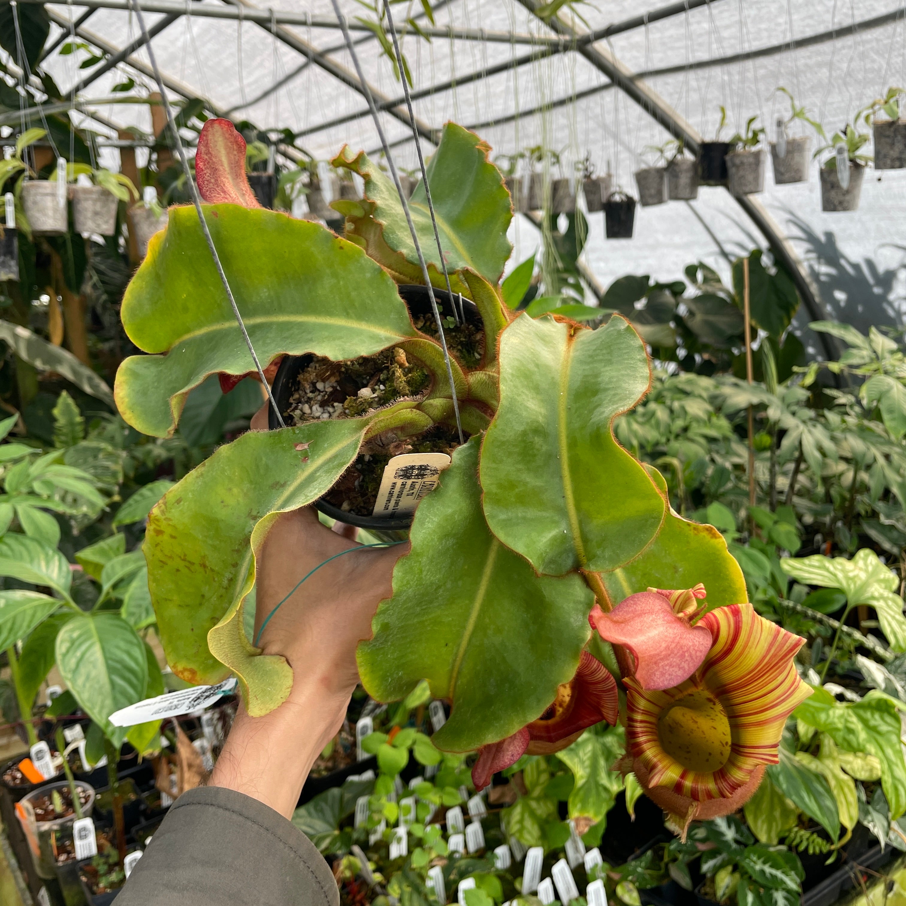 A284] Nepenthes veitchii (Candy x Candy Yamada) (XXL, unpotted