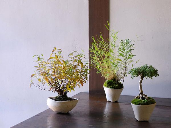 金沢東山HISOCA「秋の山野草盆栽」 – チルチンびと広場