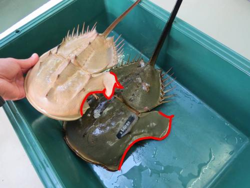 いびつなカブトガニ。脱皮して成体になった姿は？ - 笠岡市ホームページ