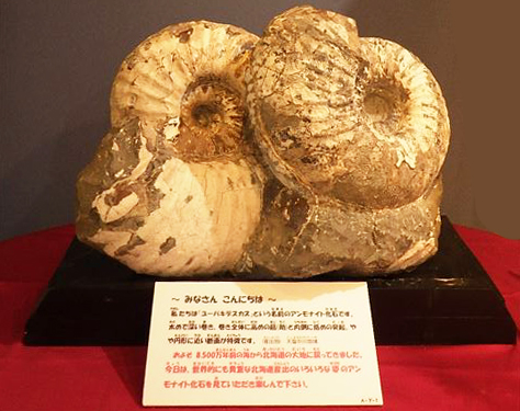北海道アンモナイト化石貴重・お宝コレクション」展活動記録／札幌市