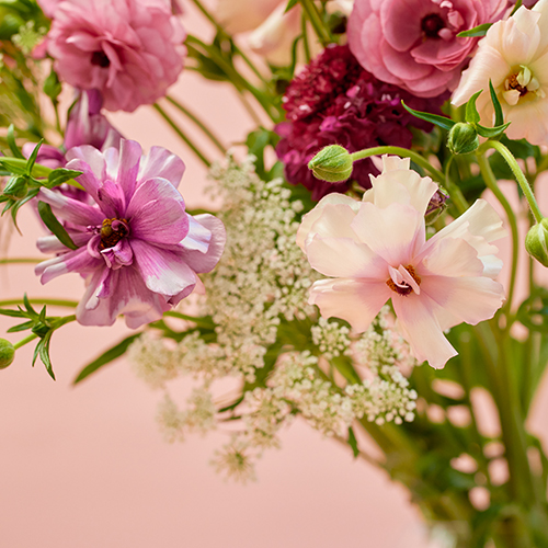 産直】金井園芸のスプリングアソート ピンク系 | 青山フラワー