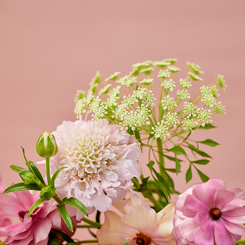 産直】金井園芸のスプリングアソート ピンク系 | 青山フラワー