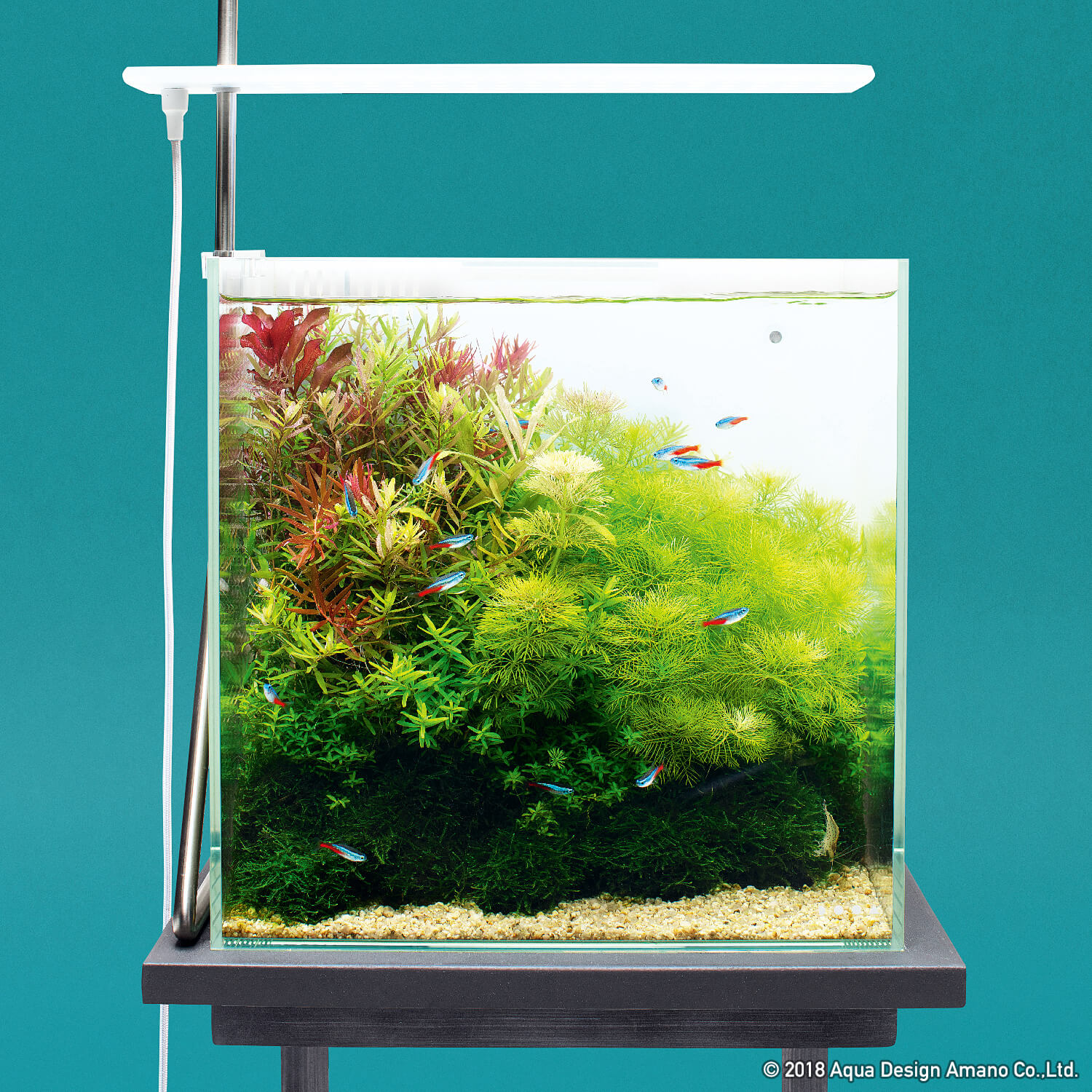 DOOAレシピ】#02「水草の安らぎと癒し」 | AQUA DESIGN AMANO