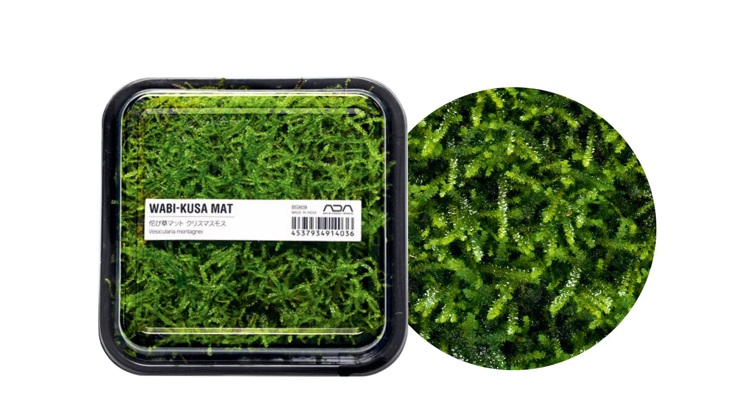 ADA 山水石セット約19キロ（箱含む） DOOA パルダリウム テラリウム