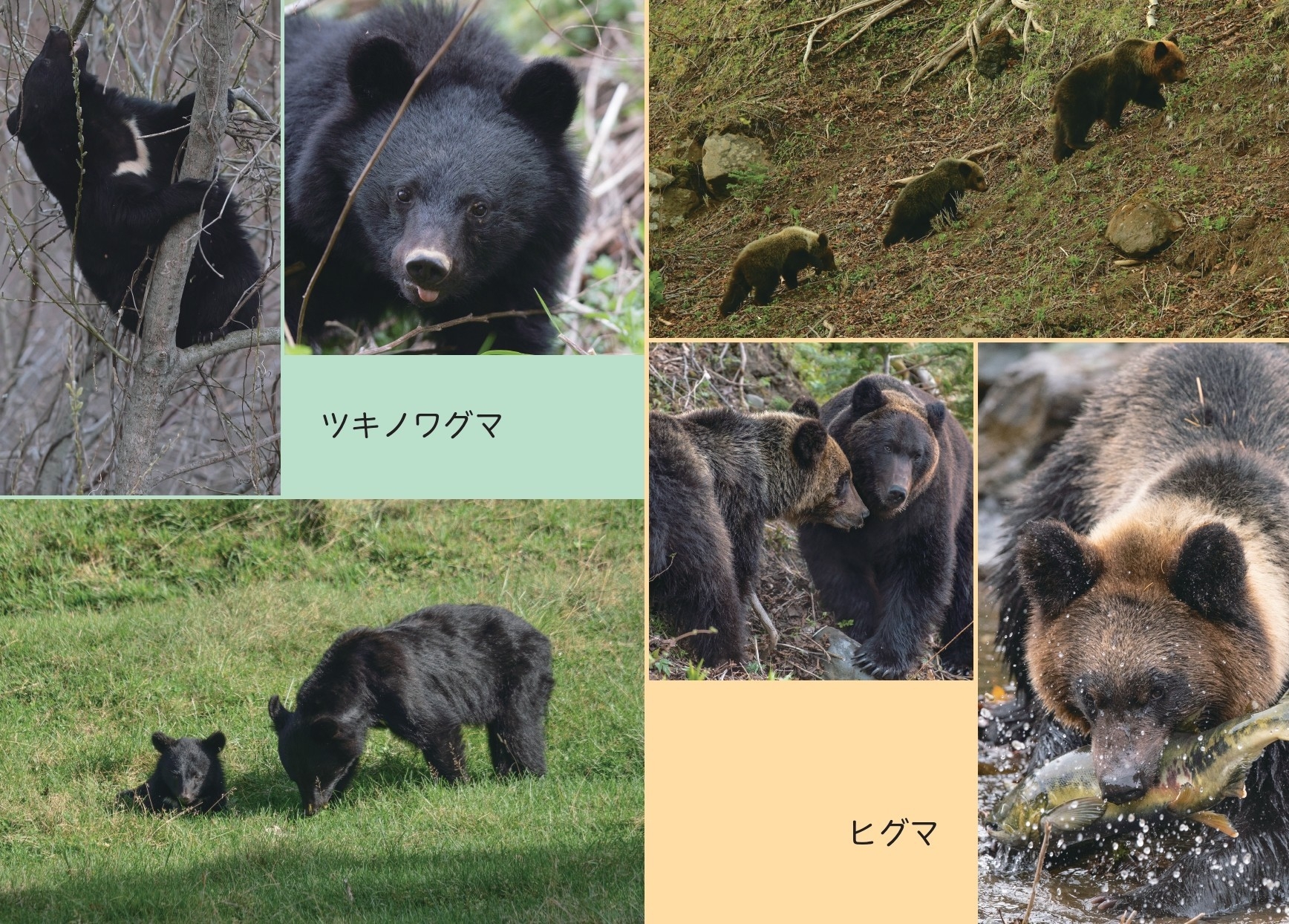 ツキノワグマとヒグマの違い、行動・能力など「クマのすべて」がわかる