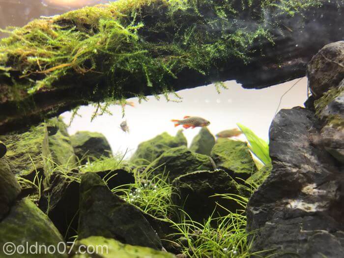 ADAリリィパイプを入れた Re:97 – マサオカアクア