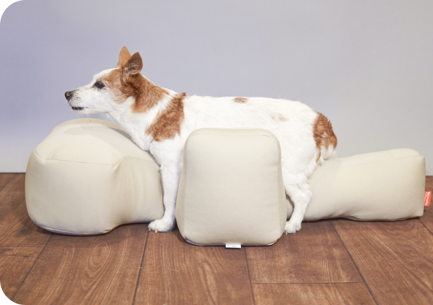 ワンちゃんをらくーにおたすけ】リラクッション | アロン化成