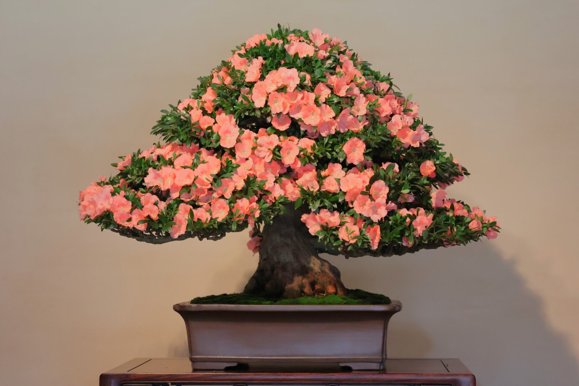 さいたま市大宮盆栽美術館