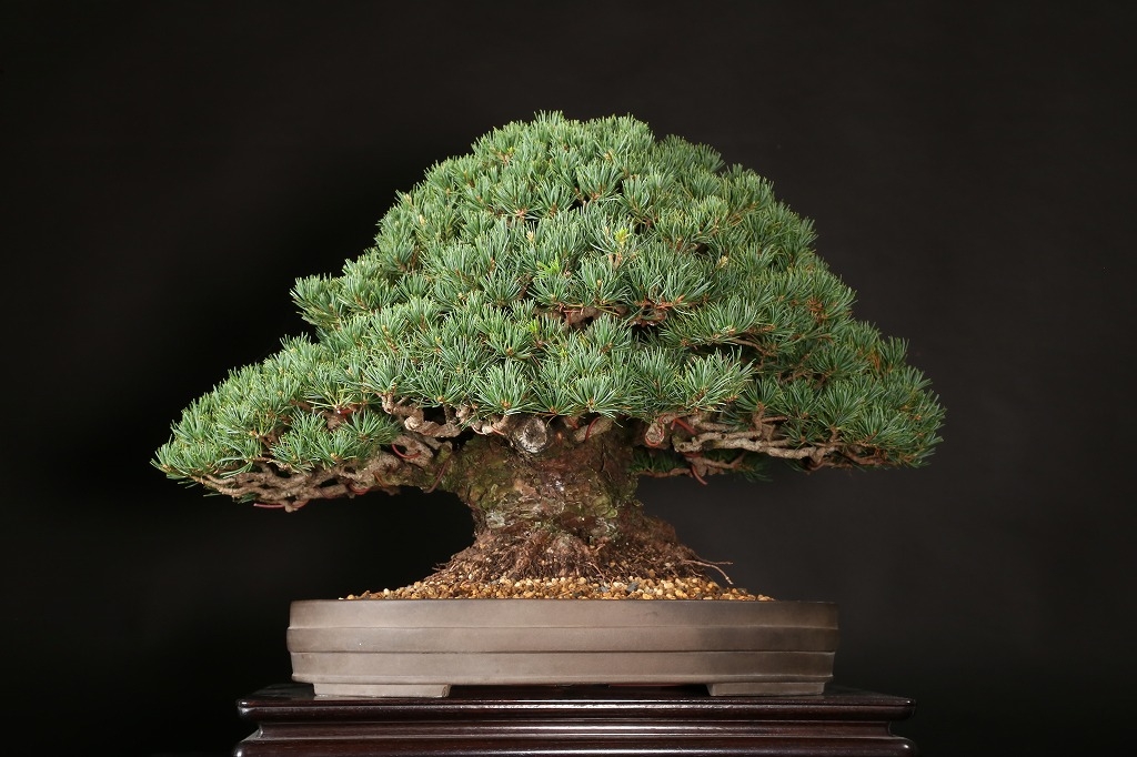 五葉松（九重）約65年 | 雨竹亭オンラインショップ