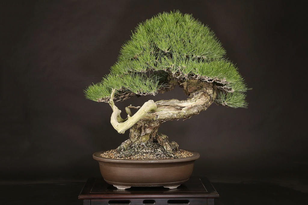 黒松 約120年 | 雨竹亭オンラインショップ