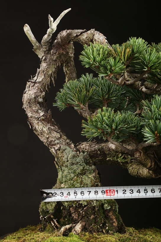 五葉松（雪月花）約60年 | 雨竹亭オンラインショップ