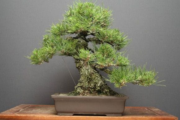 黒松 中品盆栽 樹齢30年の一点物盆栽を販売｜盆栽妙 – 盆栽妙 本店