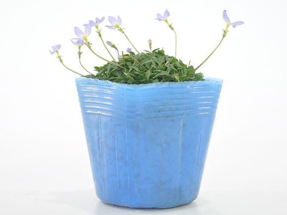 ヒナ草 青紫花 山野草｜盆栽妙 – 盆栽妙 本店