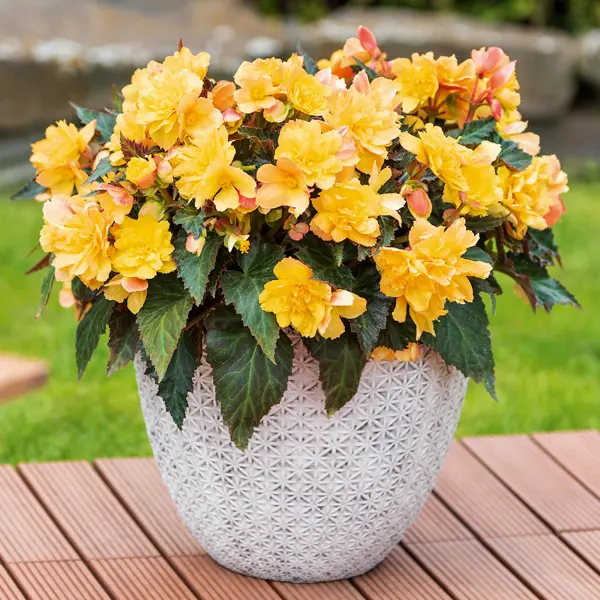 Begonia Portofino Citrix - Garden Express