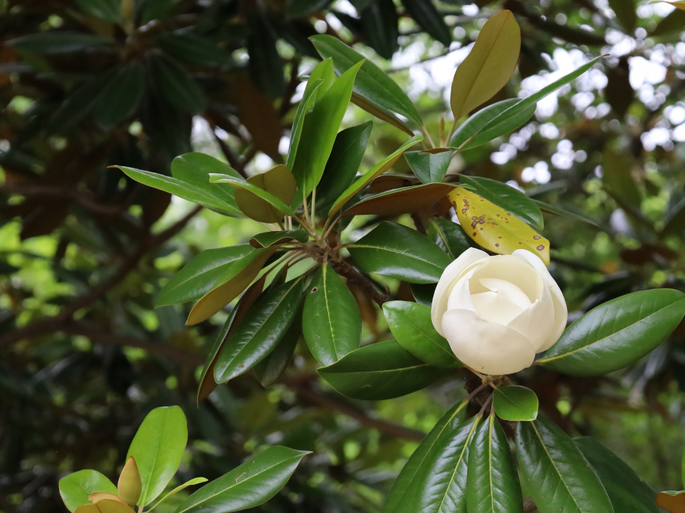 ガーデン設計室GABA｜姫路市｜加古川｜神戸｜おすすめ！おしゃれな