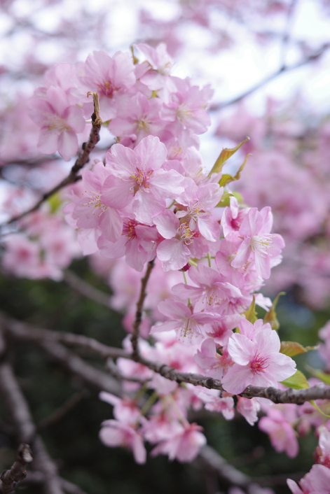 桜と空の悩ましい関係 （みにゅう） | GR official | リコー公式