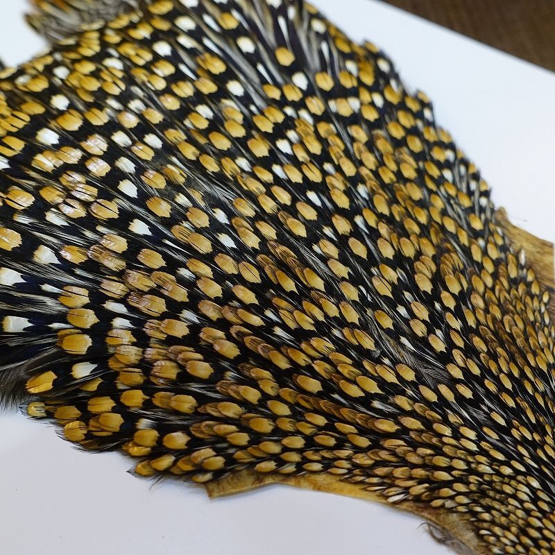 ジャングルコック AAA-1