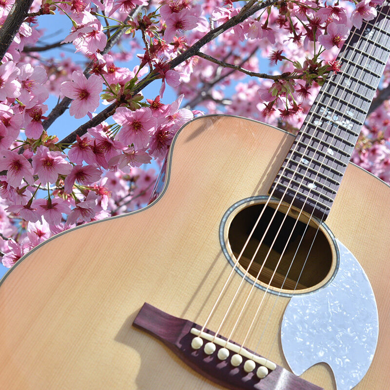 HTJ-SAKURA | Deviser ｜株式会社ディバイザー｜長野県松本市のギター