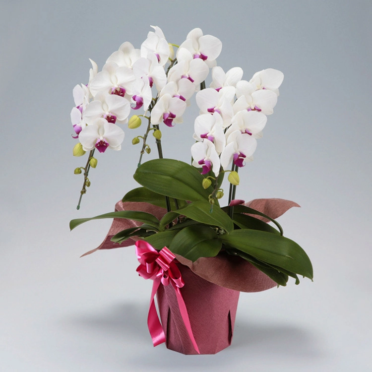 胡蝶蘭 赤リップ 3本立 M | 花・花束を贈るなら第一園芸オンラインショップ