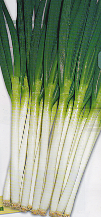 関羽一本太[ネギ] - e-種や｜国内最大級の野菜種・花種・苗・農業資材