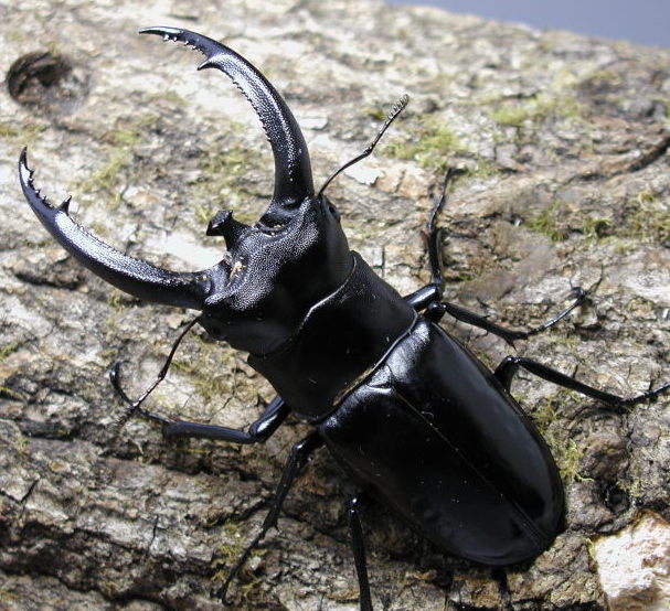 リノケロスフタマタクワガタ(スマトラ産) ｜ ドルクスダンケ