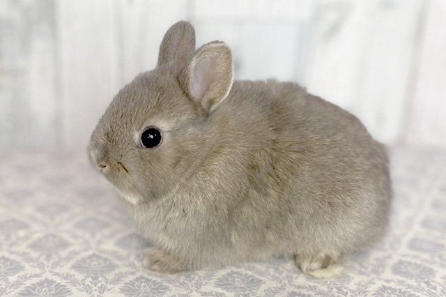 子うさぎ情報｜ラビットベリー