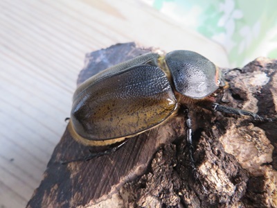 新成虫☆F3☆モロンシロカブト♂75ミリ♀58ミリペア販売！！ - 昆虫家