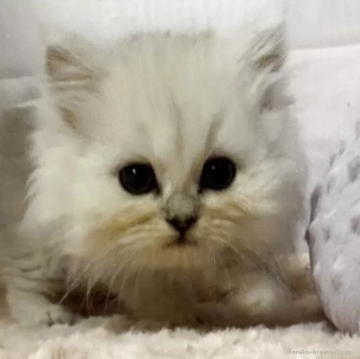 ペルシャ(チンチラ)【神奈川県・男の子・2025年10月25日・チンチラ