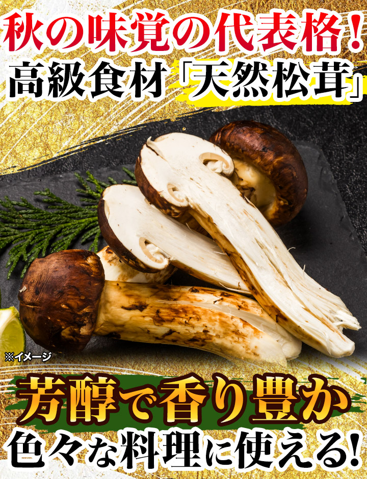 秋の味覚の王様！】天然高級 松茸つぼみは味と香りのバランス良し