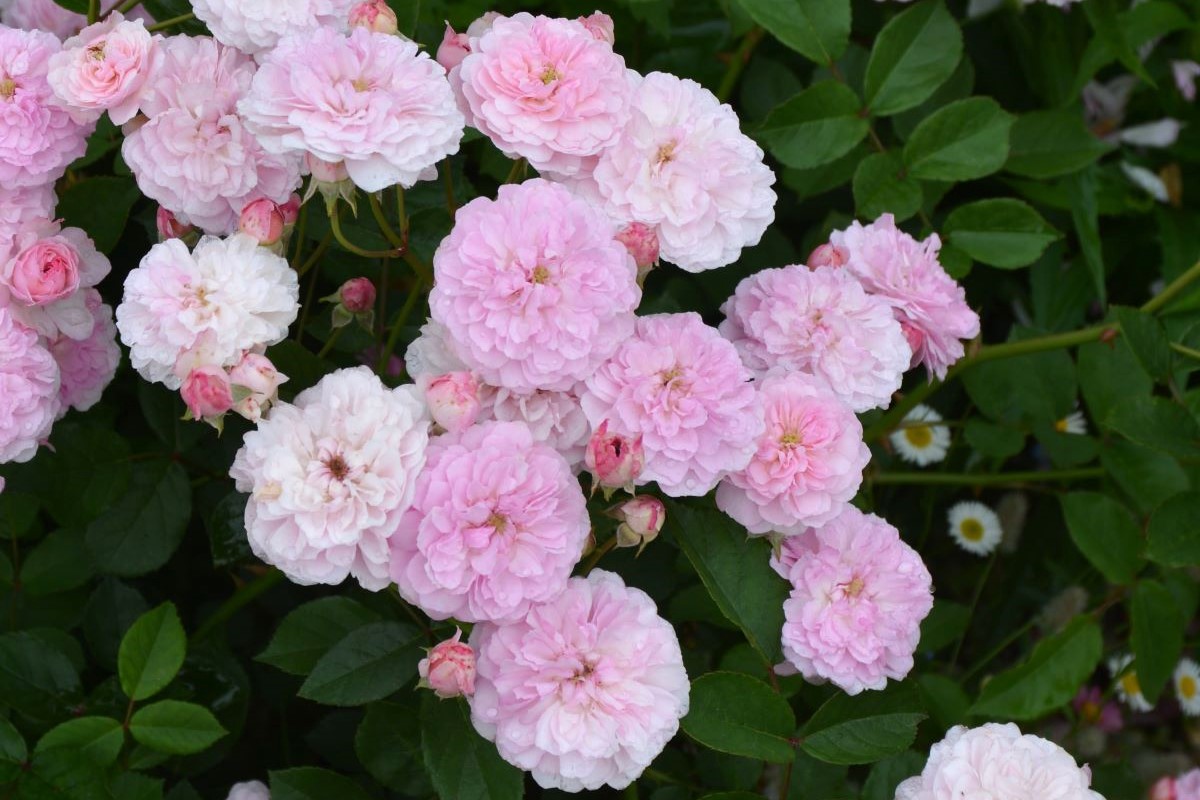 maruco様 1930年頃オーストリアハンドメイドプチポワン薔薇 maruco様