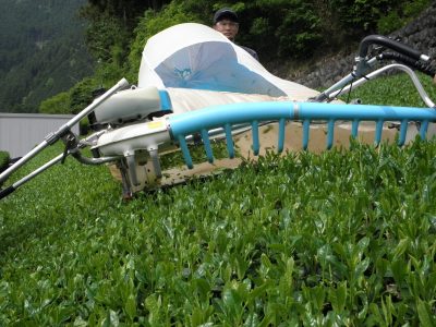 ハサミ」？と呼ばれる品評会出品茶も茶摘みへ | 川根茶ポータル