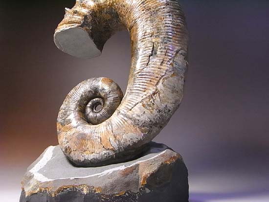 スーパー3Dの異常巻きアンモナイトオードリセラス アンモナイト 販売
