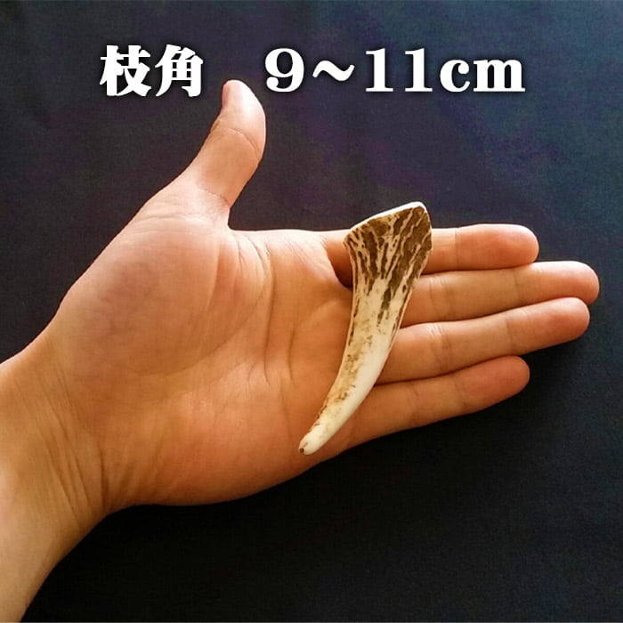 鹿角】おまかせ 枝角 9cm〜11cm 用途自由 ペットおもちゃ