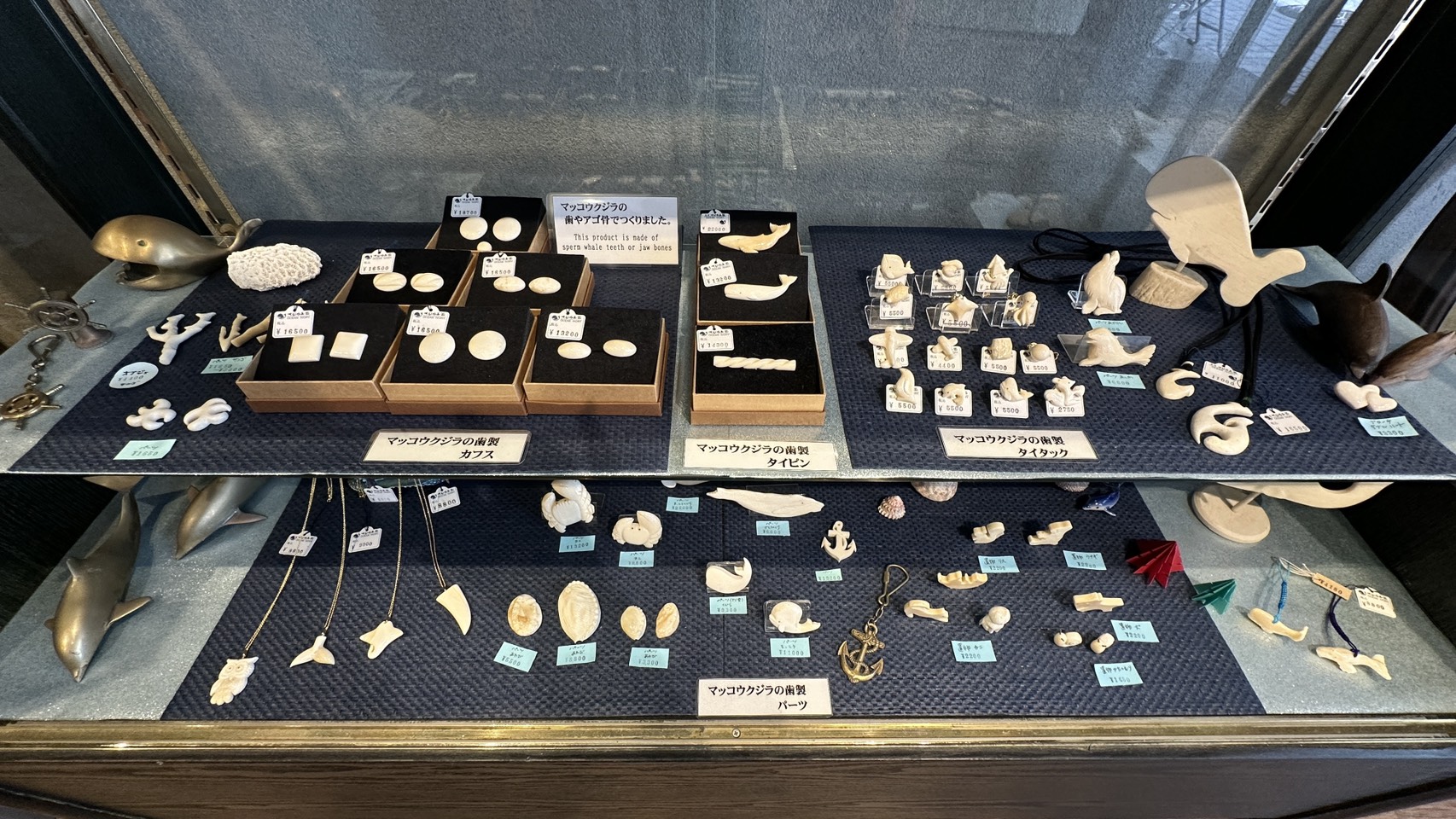 鯨の歯 クジラ 5点まとめ売り クジラを学ぼう！】第2回 クジラの種類