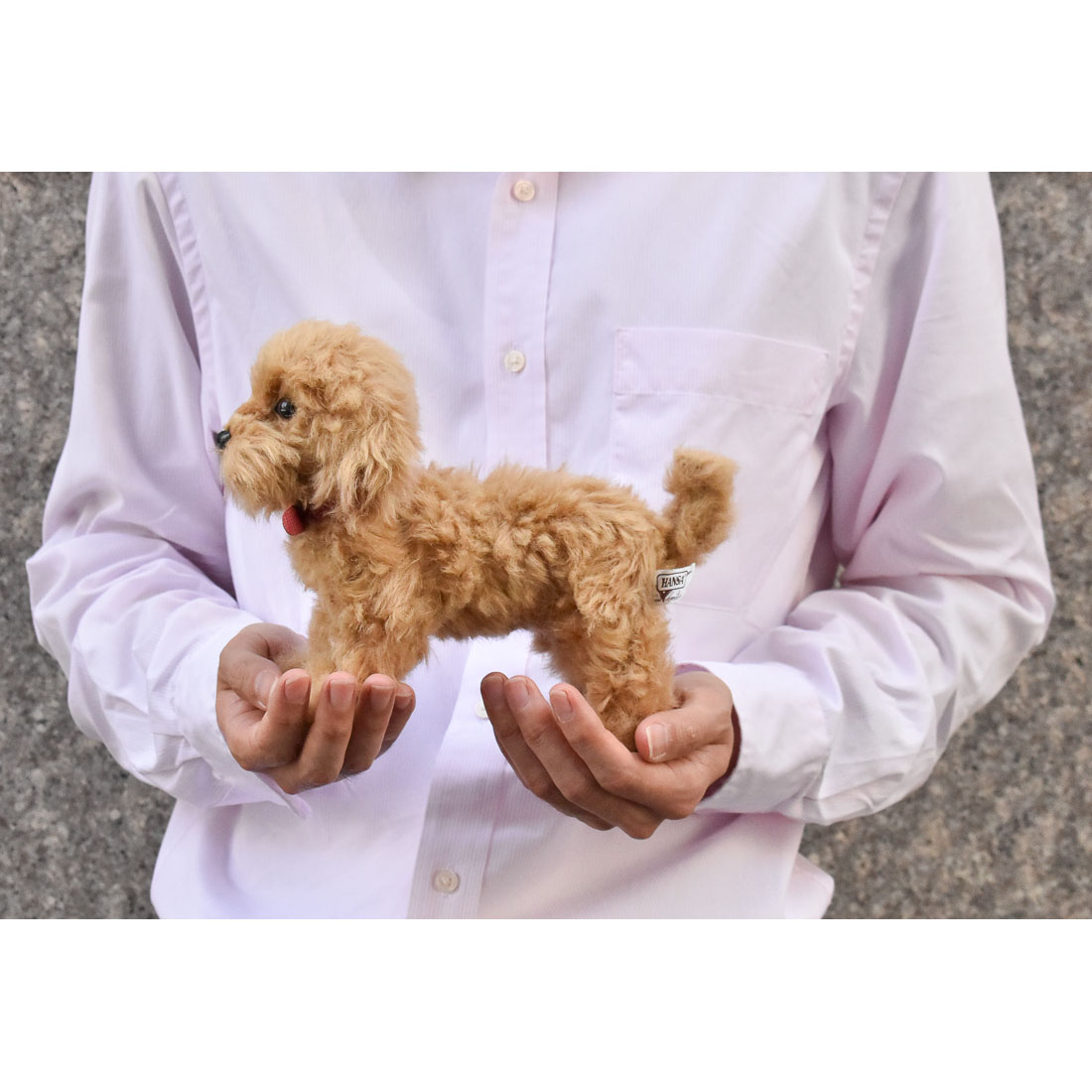 トイプードル 22 | HANSA