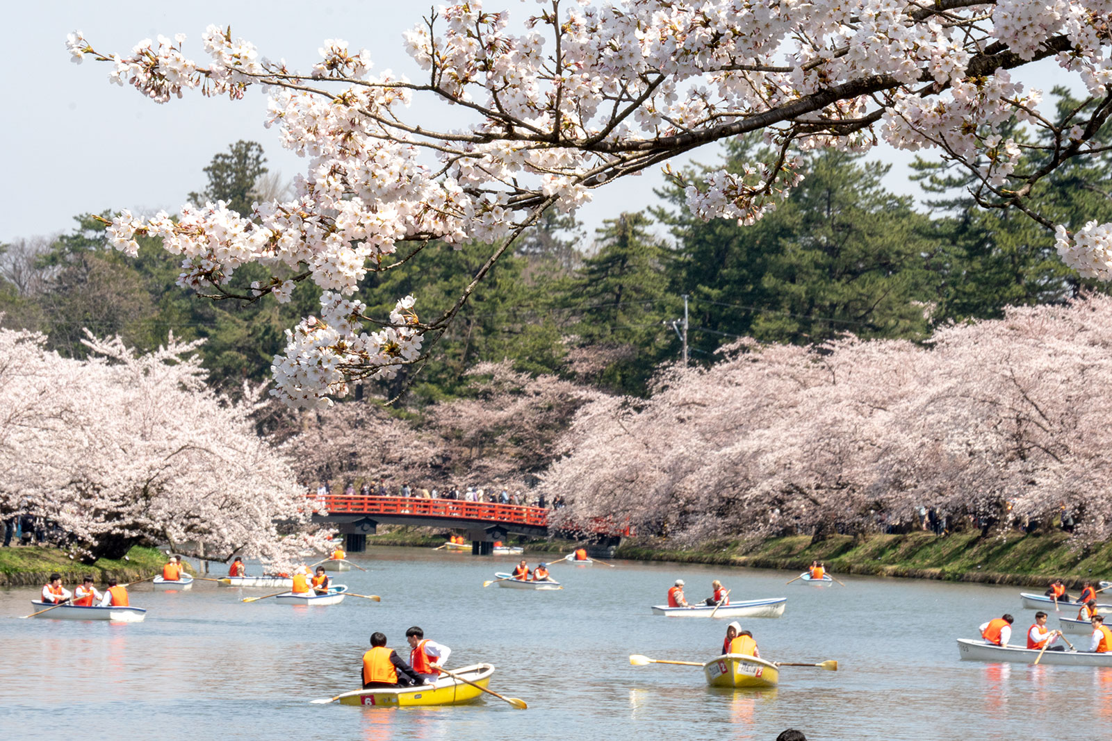 弘前さくらまつり】弘前公園・園内の様子②（2025年4月22日） - 弘前