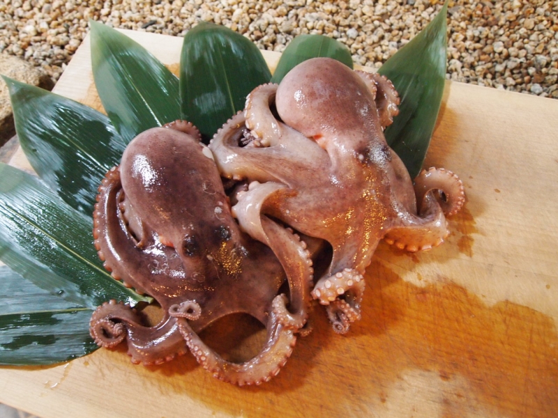 三原やっさタコ|チア！ひろしま 広島県産応援登録制度