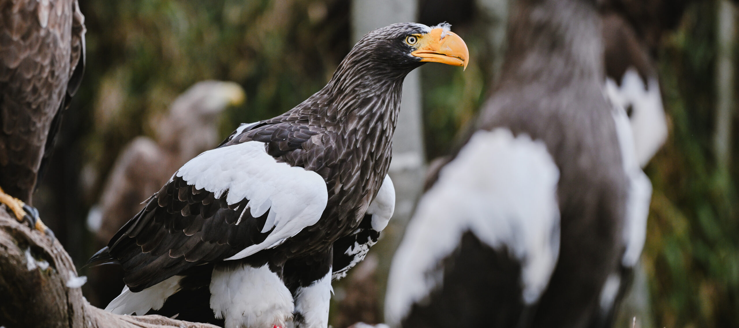 サポートの紹介 - 猛禽類医学研究所