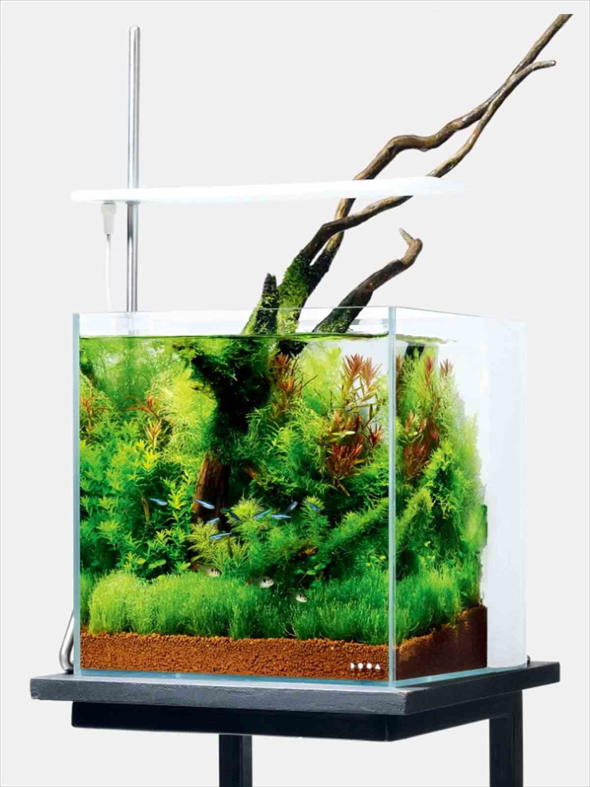 DOOA システムアクア30の販売 (アクアマリン熊本)