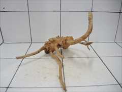 ADA ブランチウッドの販売(アクアマリン熊本)