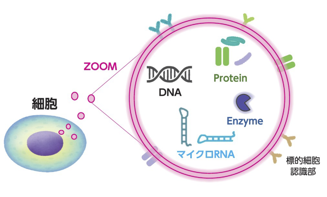 細胞外小胞（EV）精製キット「EXORPTION®」 | 岩井化学薬品株式会社