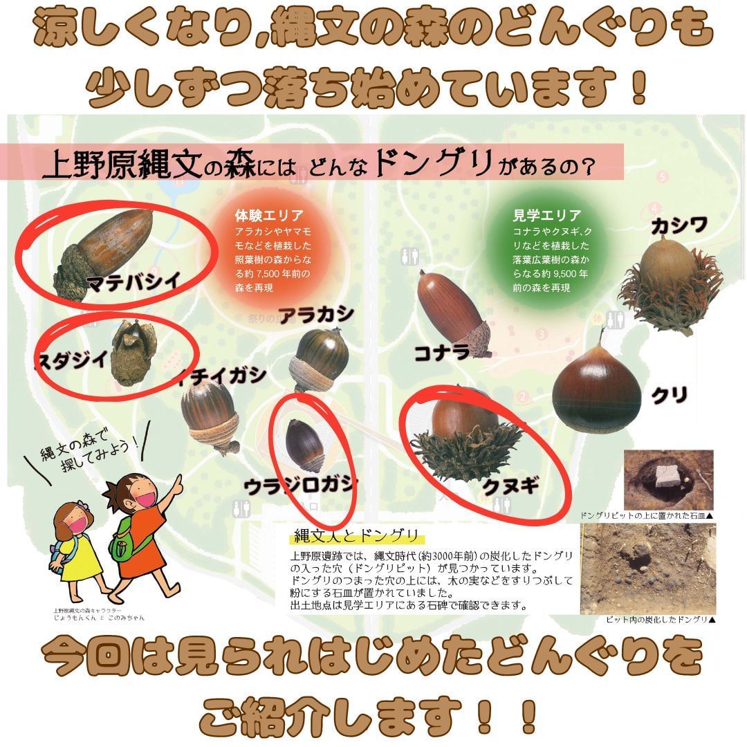 どんぐりについて（R6.10.10現在） – 鹿児島県上野原縄文の森