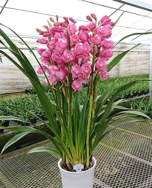 グ*チ様 蘭　育成用株　5つ　シンビジューム　バンダ　オンシジューム FARM BASE ONLINE SHOP｜洋らん・和らん・苗・資材のギフト・直売