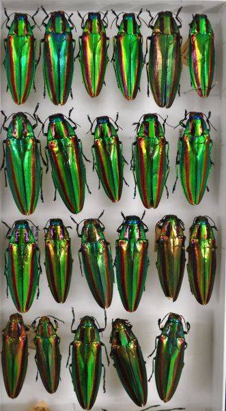 画像・写真：国立科学博物館標本資料センター(57/68)：時事ドットコム